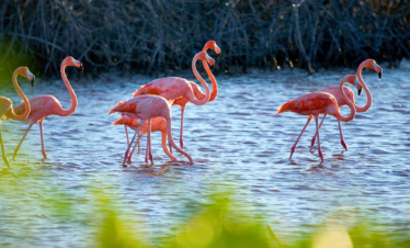 Private Transport: Celestún + Flamingos