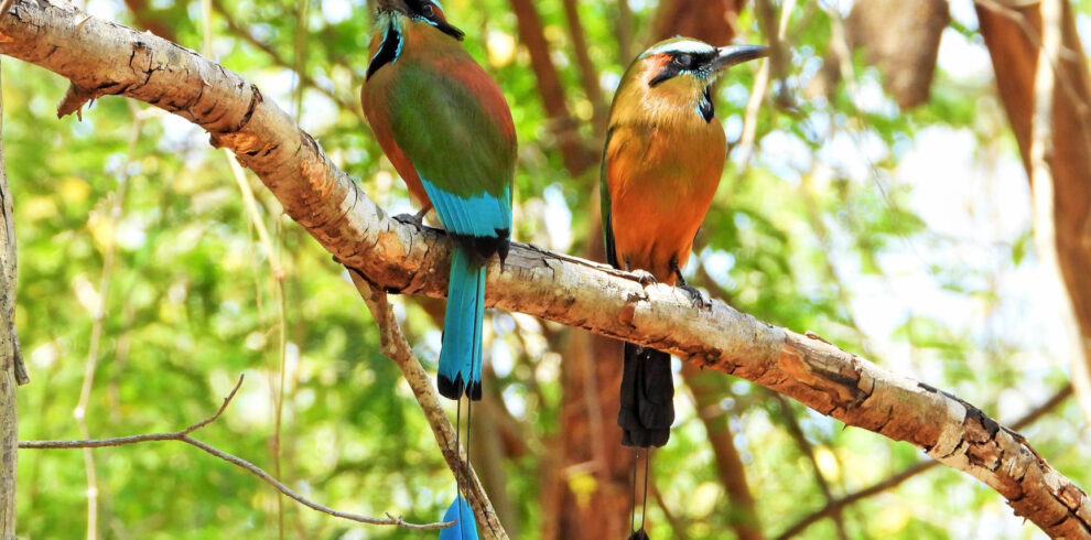 Foto-2-Observación-de-aves-en-Sihunchén